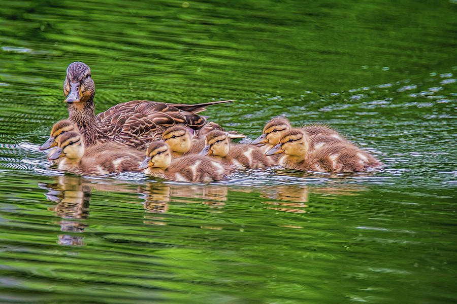 Family Outing #1 Photograph by Cathy Kovarik