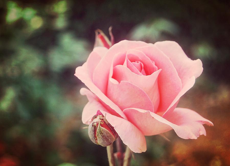 Vintage Photograph - Fantin-latour Roses by JAMART Photography