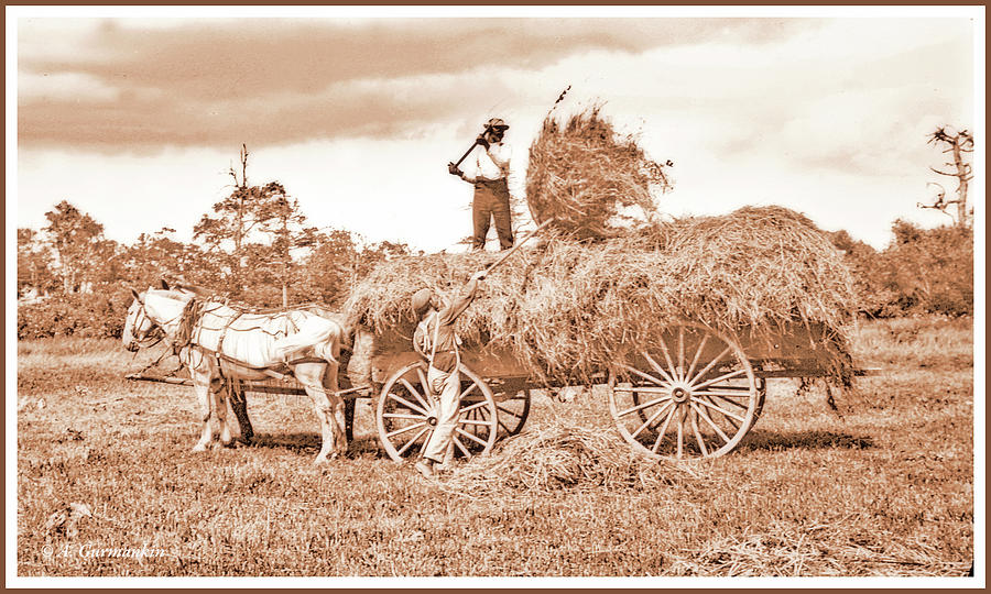 Fillling the Hay Wagon .. Antique Farm Photo Print 5x7 Antique Photo .. 