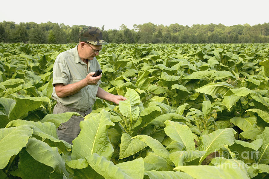 Tobacco Photograph - Farmer In A Tobacco Field #1 by Inga Spence