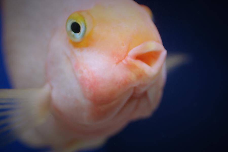 Fat Cute Fish... #1 Photograph by The Art Of Marilyn Ridoutt-Greene