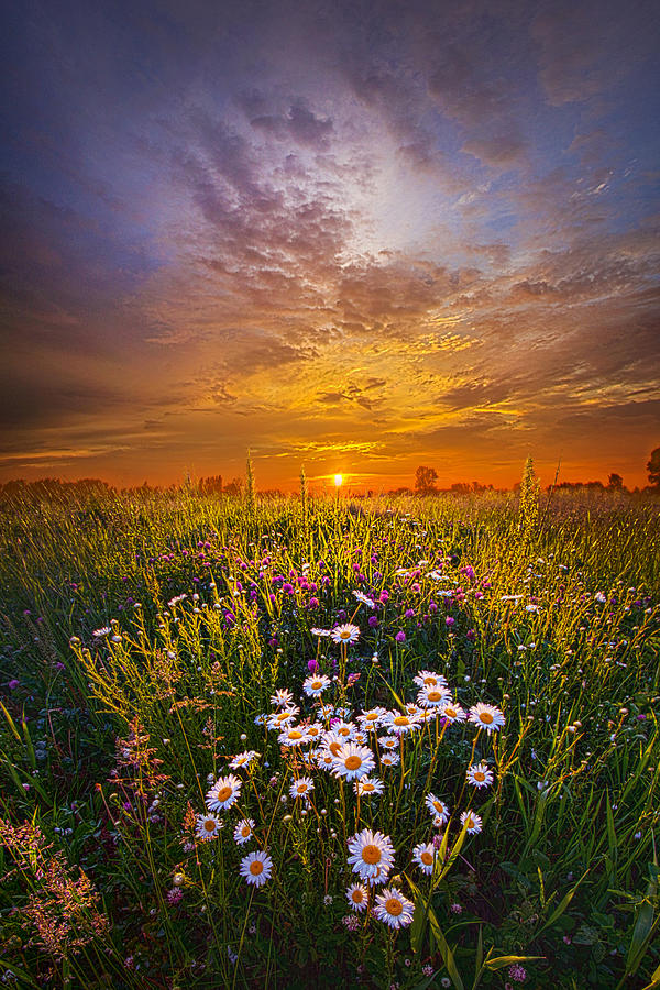 Daisy Photograph - Fathers Day #1 by Phil Koch