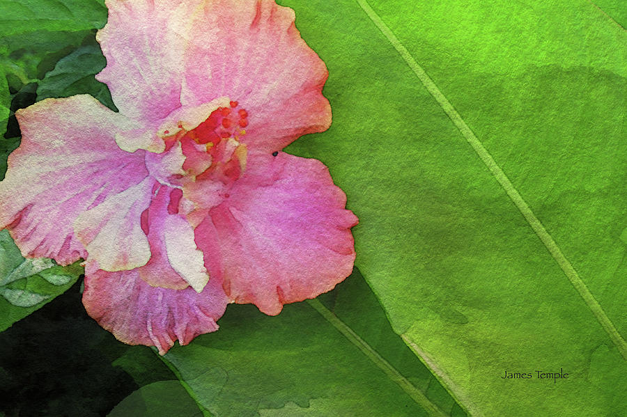 Favorite Flower Digital Watercolor Photograph by James Temple