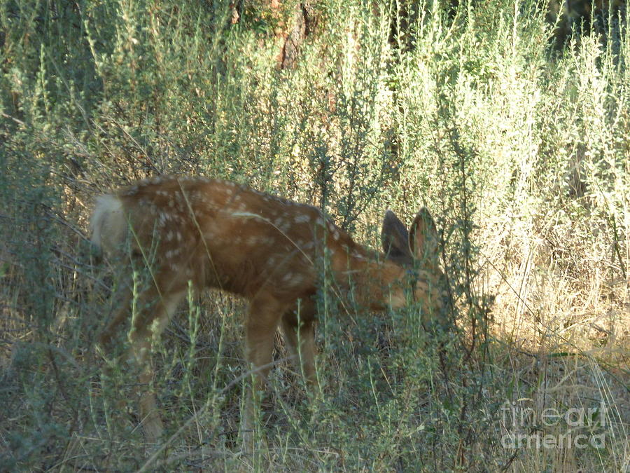 Fawn #1 Photograph by Charles Robinson
