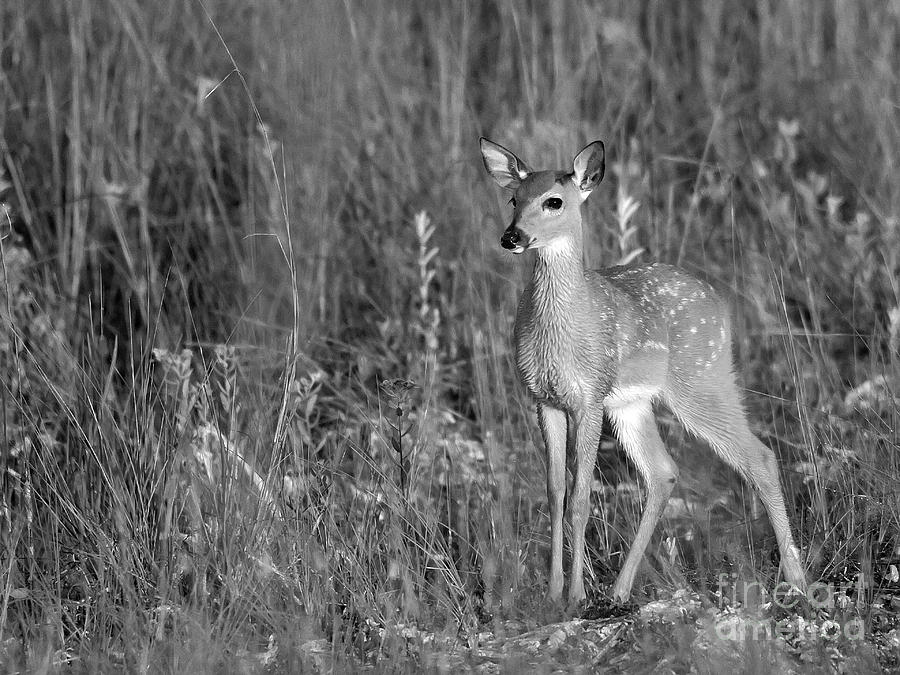 Fawn in the morning dew #1 Photograph by Rodney Cammauf