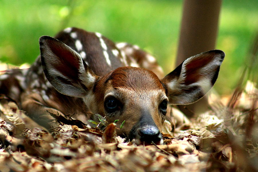 Wildlife Photograph - Fawn on the Lawn #1 by Charles Shedd