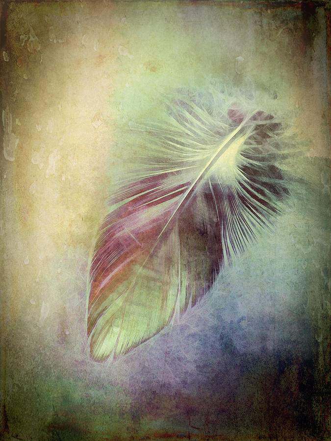 Feather #1 Photograph by Ann Powell