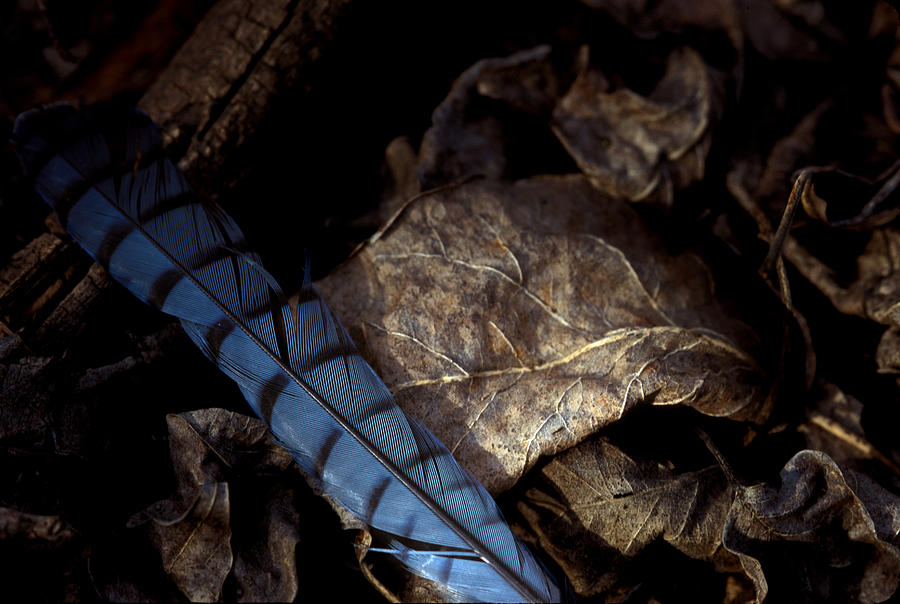Feather On Leaf Photograph