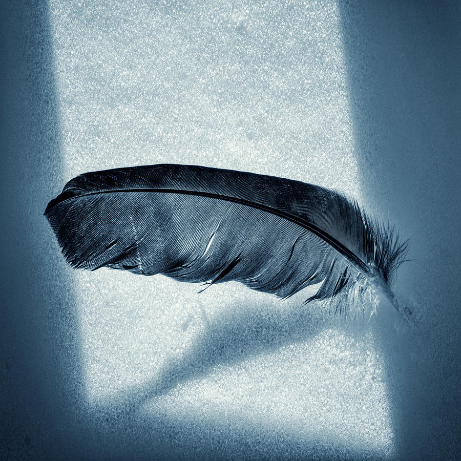 Feather with Snow #1 Photograph by Stoney Stone