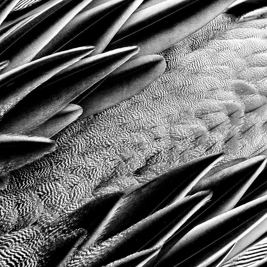 Feathers - Abstract Photograph by Nikolyn McDonald