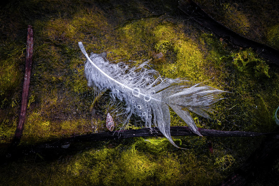 Feathers #1 Photograph by Elmer Jensen