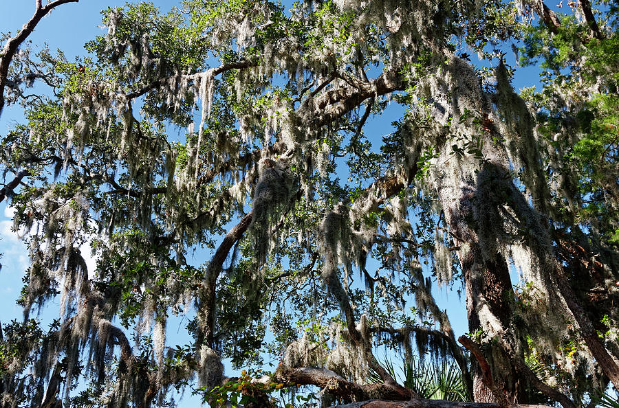 Feathery Spanish Moss Photograph by Sally Weigand