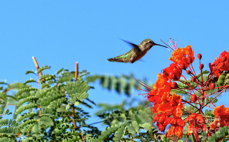 Feeding  Annas Hummingbird #1 Photograph by Robert Bales