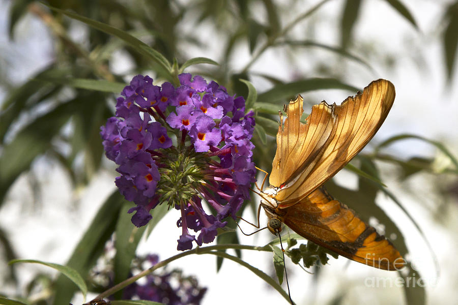 Feeding Butterfly Photograph by Karen Foley