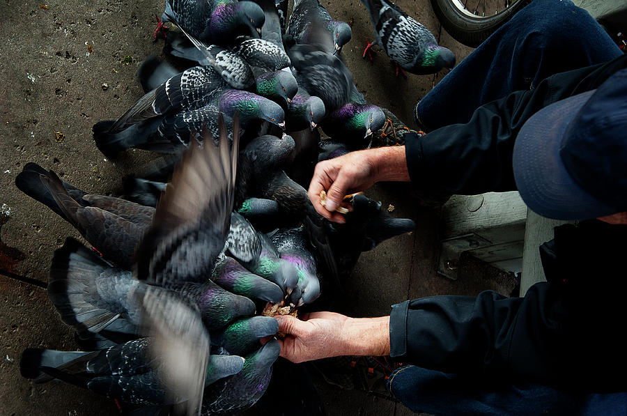 Feeding the Pigeons #1 Photograph by James David Phenicie