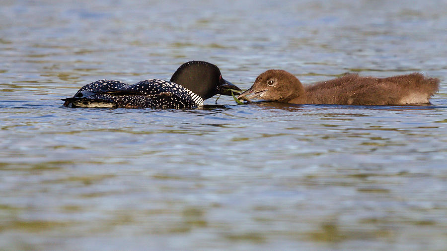 Feeding Time #1 Photograph by Scene by Dewey