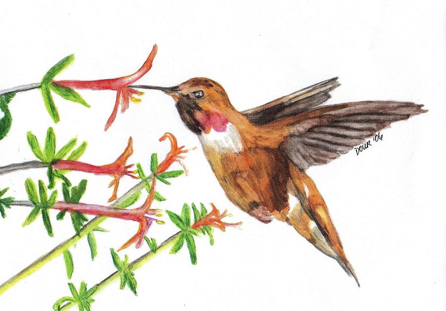 Hummingbird Drawing - Feeding Time by Joanne Dour Hummingbird Drawing - Feeding Time by Joanne Dour