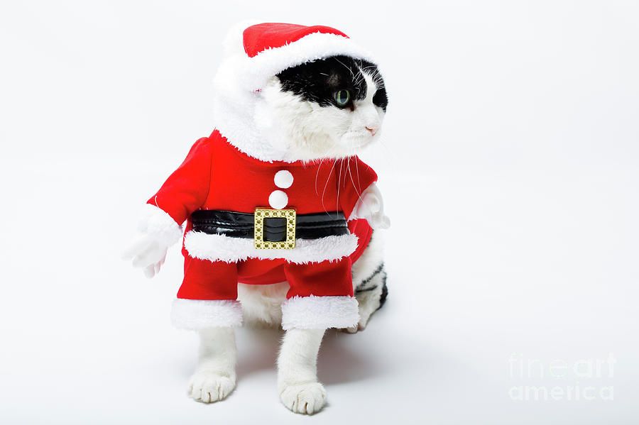 Feline Santa Claus #2 Photograph by Benny Marty