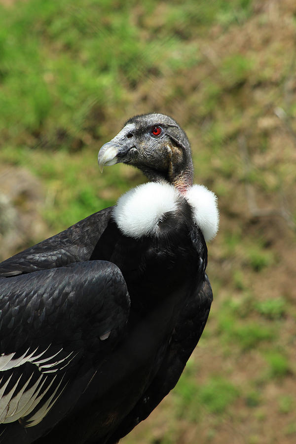 Female Andean Condor Photograph by Robert Hamm | Fine Art America