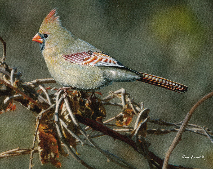 Cardinal Painting - Female Cardinal #2 by Ken Everett