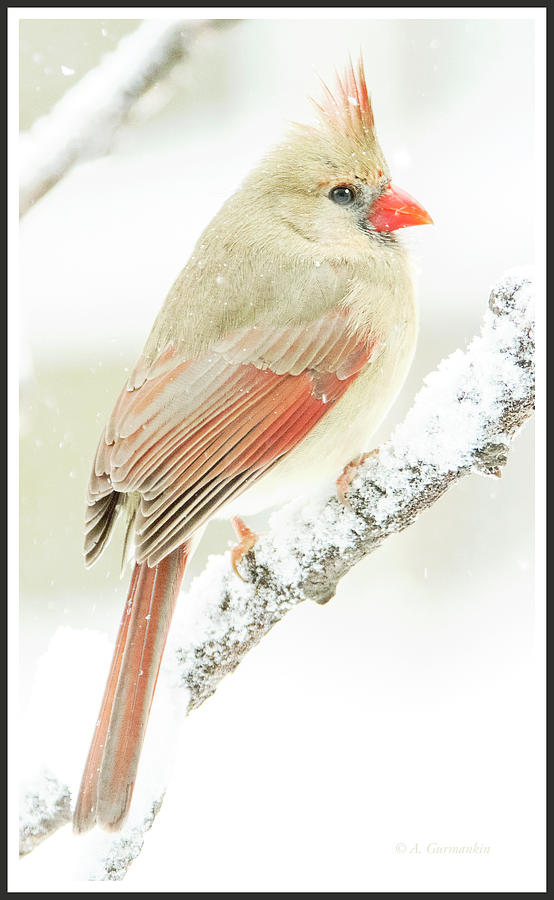 Female Cardinal on Snow Covered Tree Branch #1 Photograph by A Macarthur Gurmankin