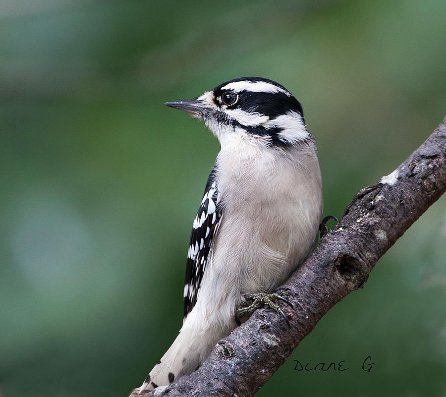 Female Downy Woodpecker #1 Photograph by Diane Giurco