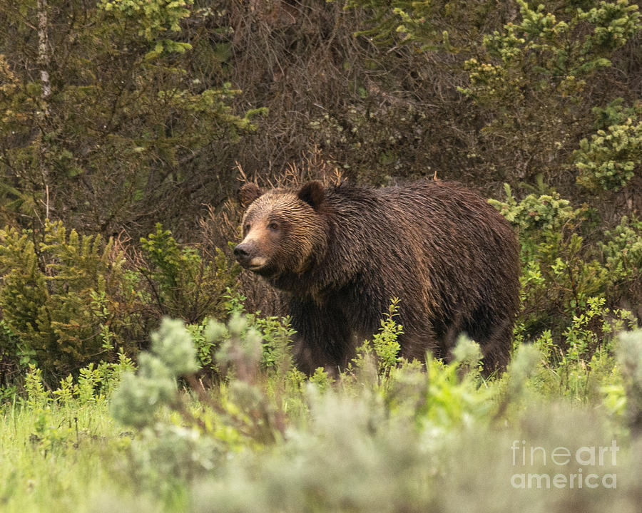 Female Grizzly Photograph by Dennis Hammer