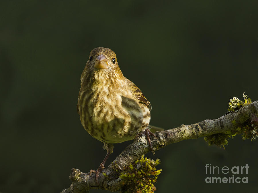 Female House Finch #2 Photograph by Inge Riis McDonald