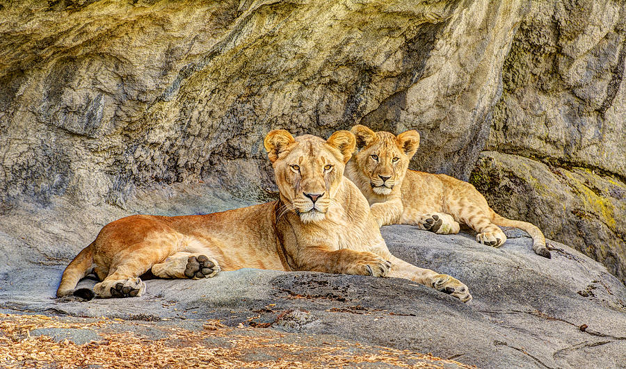 Nature Photograph - Female Lion and Cub HDR by Marv Vandehey