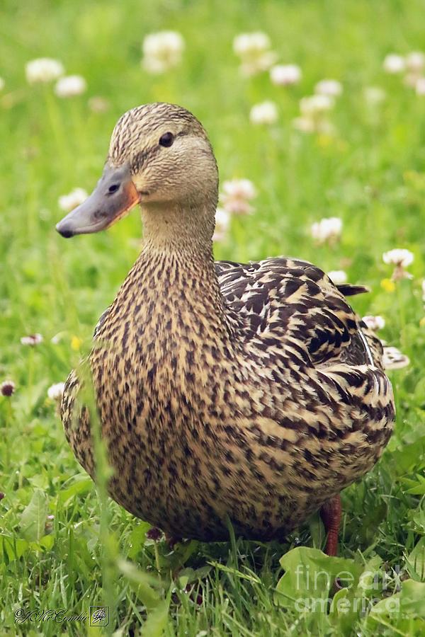 Female Mallard Duck #4 Photograph by J McCombie