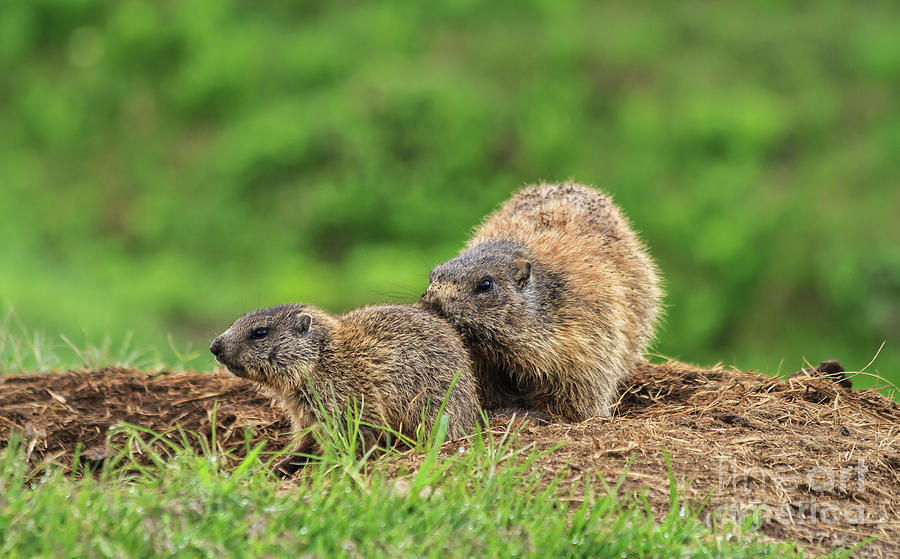 Female marmot with young #1 Photograph by Antonio Scarpi