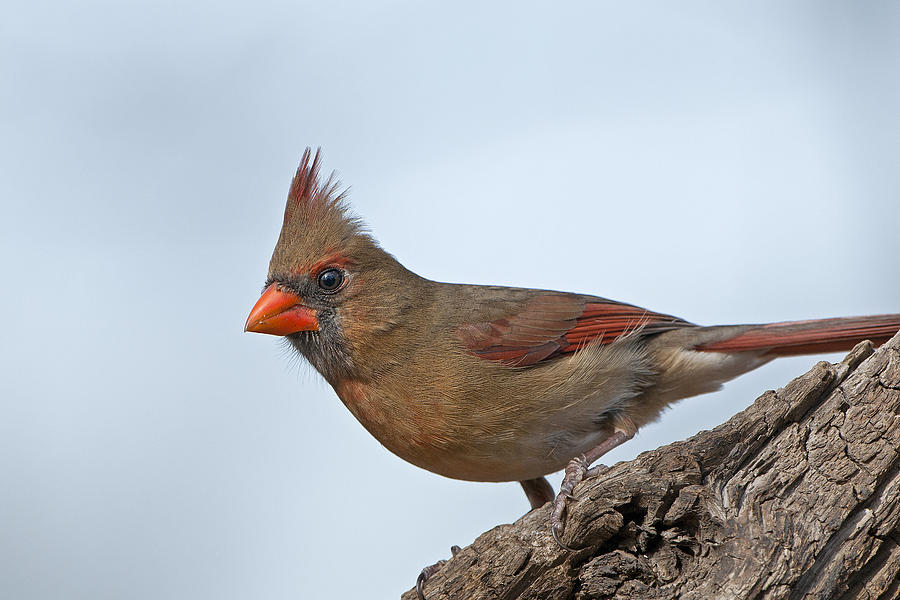 Cardinal Photograph - Female Northern Cardinal #1 by Bonnie Barry