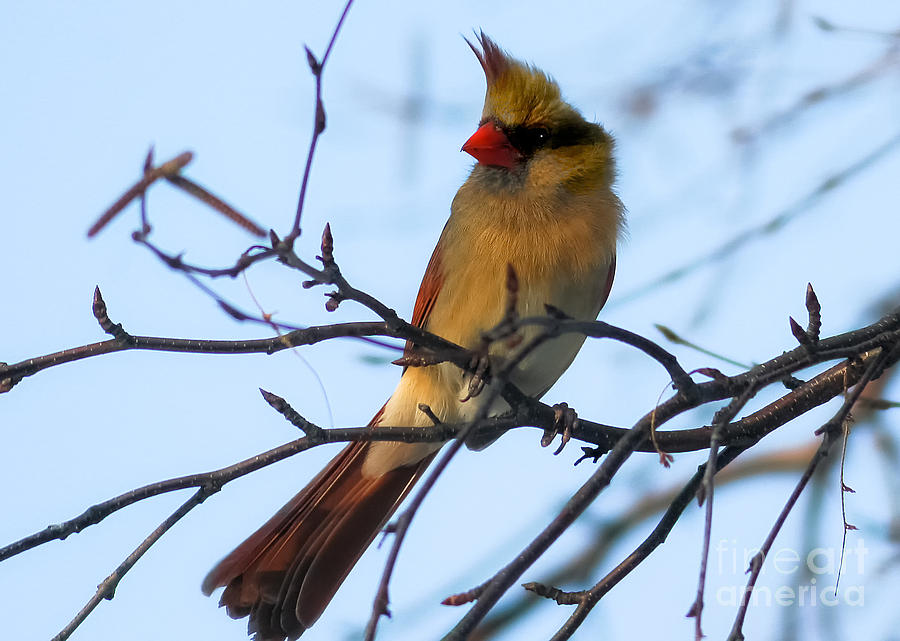 Bird Photograph - Female Northern Cardinal #1 by Ricky L Jones