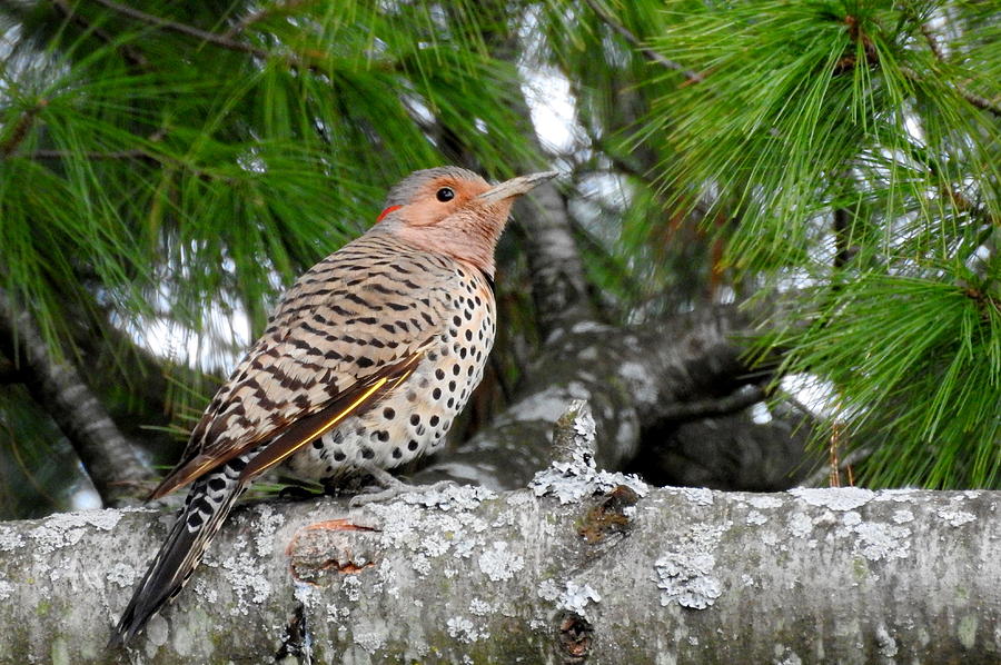 Female Northern Flicker #1 Photograph by Betty-Anne McDonald