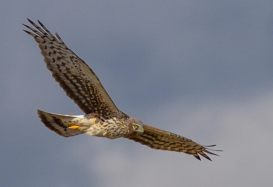 Female Northern Harrier Photograph by John Feit | Fine Art America