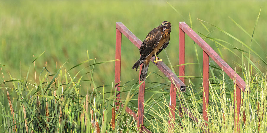 Female Northern Harrier #1 Photograph by Yeates Photography