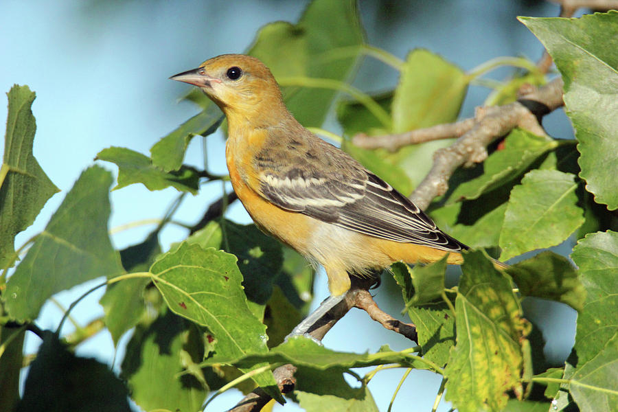 Female Oriole  #1 Photograph by Brook Burling