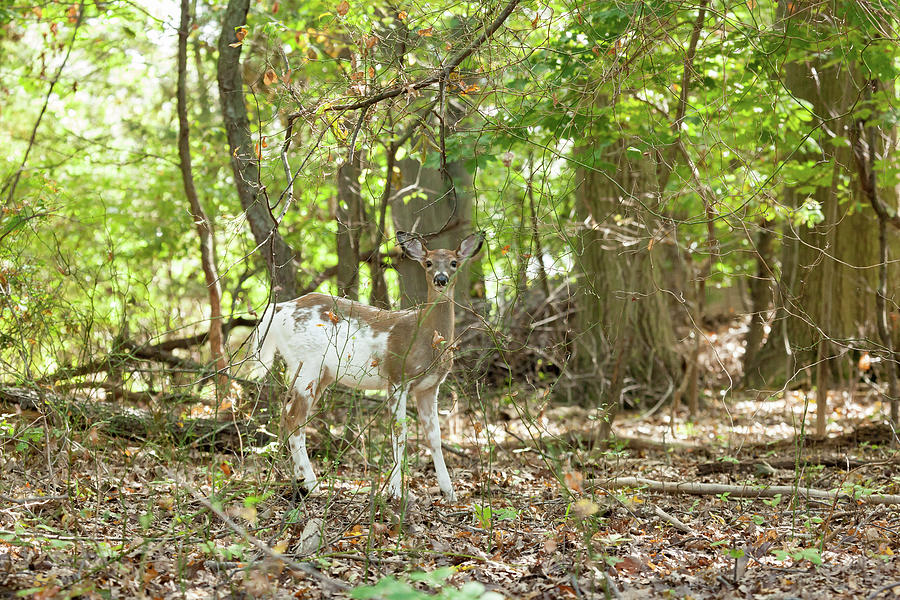 Female Piebald White-tailed Deer #1 Photograph by Erin Cadigan