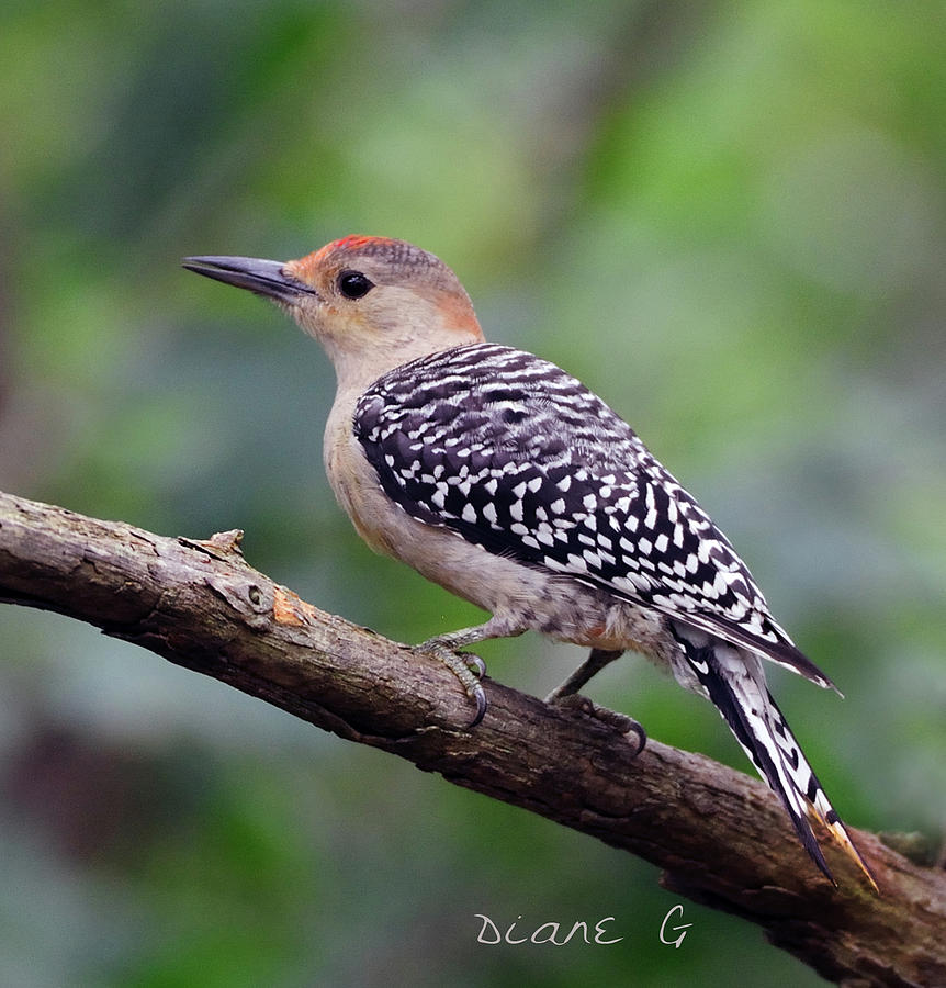 Female Red-bellied Woodpecker #1 Photograph by Diane Giurco