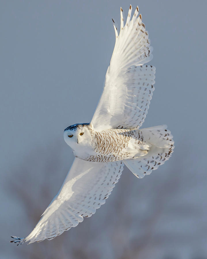 Female Snowy Owl In Flight Photograph By Guoqiang Xue Pixels