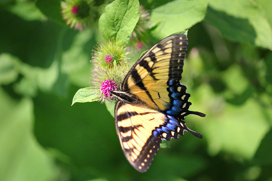 Female Tiger Swallowtail On Burdock #1 Photograph by Brook Burling