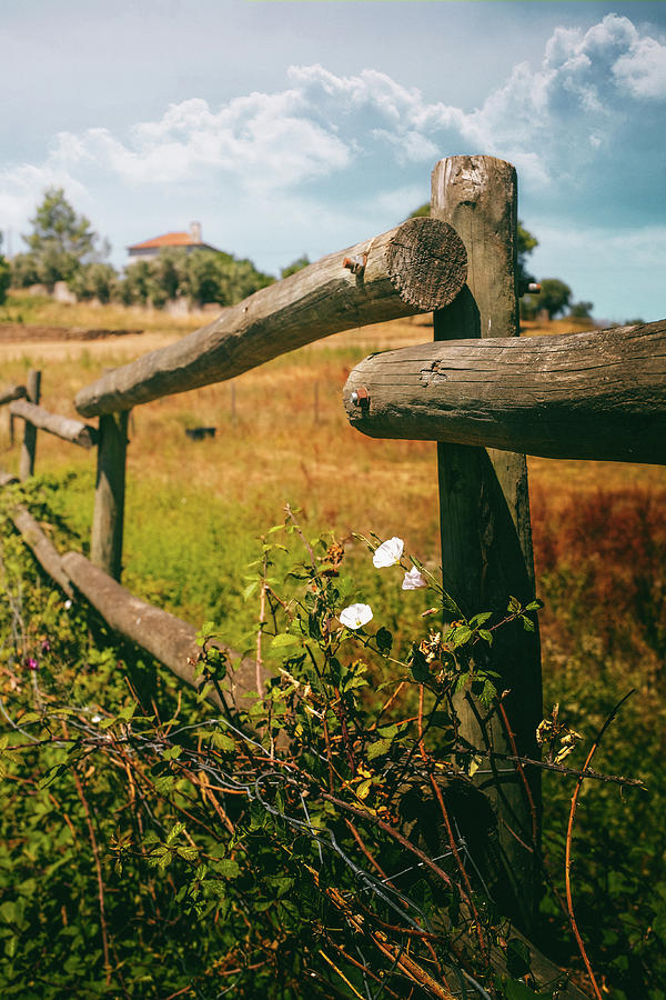 Fence in Countryside #1 Photograph by Carlos Caetano
