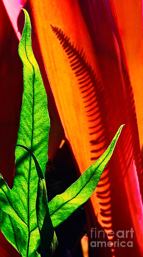 Fern And Shadow Photograph