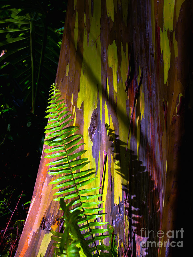 Fern And Shadow On Gum Tree Photograph