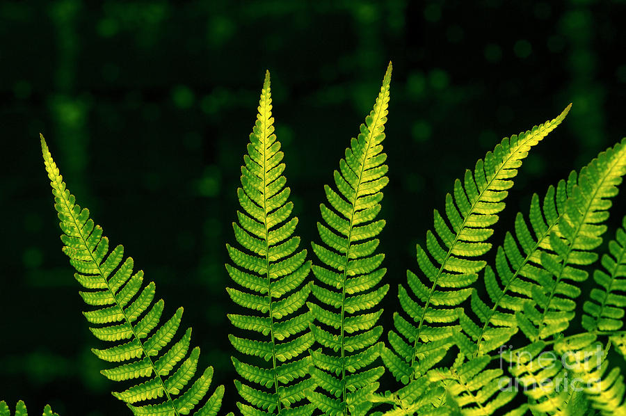 Nature Photograph - Fern Close-up Nature Patterns #1 by Jim Corwin