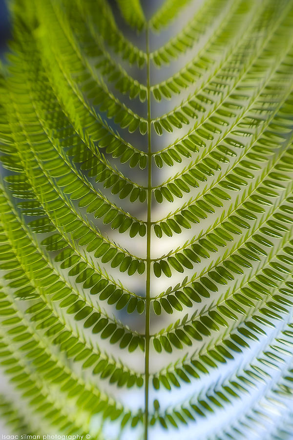 Leaf Photograph - Fern plant #1 by Isaac Silman