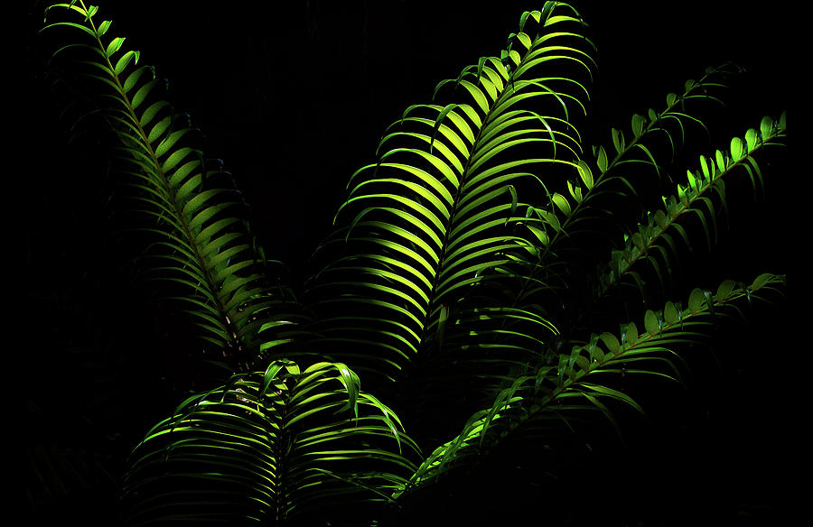 Ferns #1 Photograph by Camille Lopez
