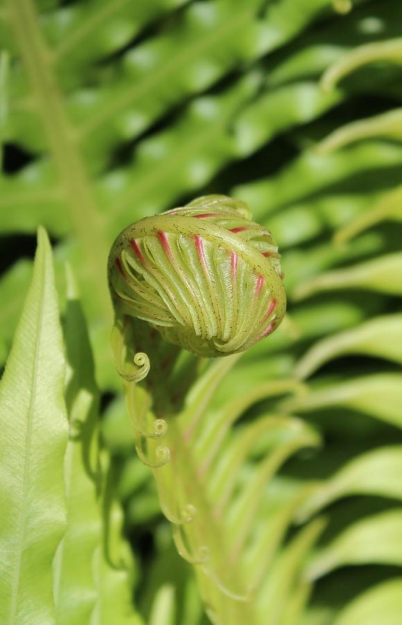 Ferns Photograph By Joyce Baldassarre Fine Art America 5299