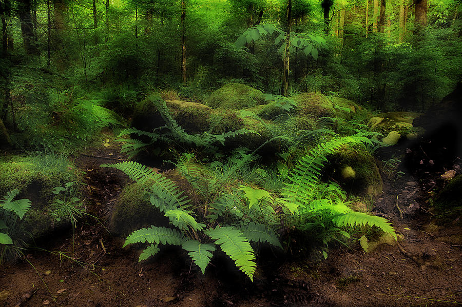 Ferns Of The Forest #1 Photograph by Mike Eingle
