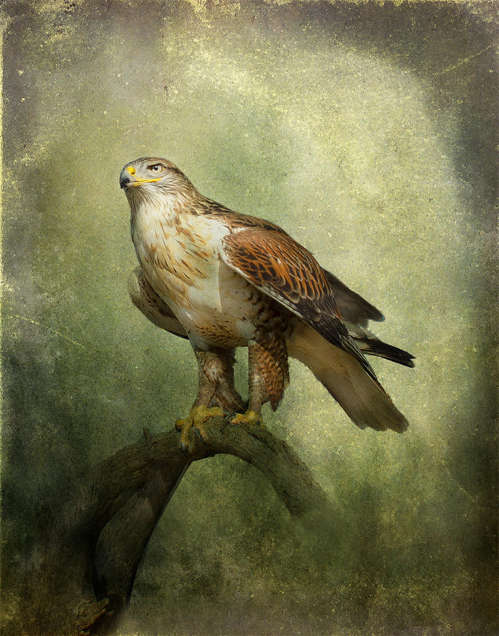 Ferruginous Hawk #1 Photograph by Barbara Manis
